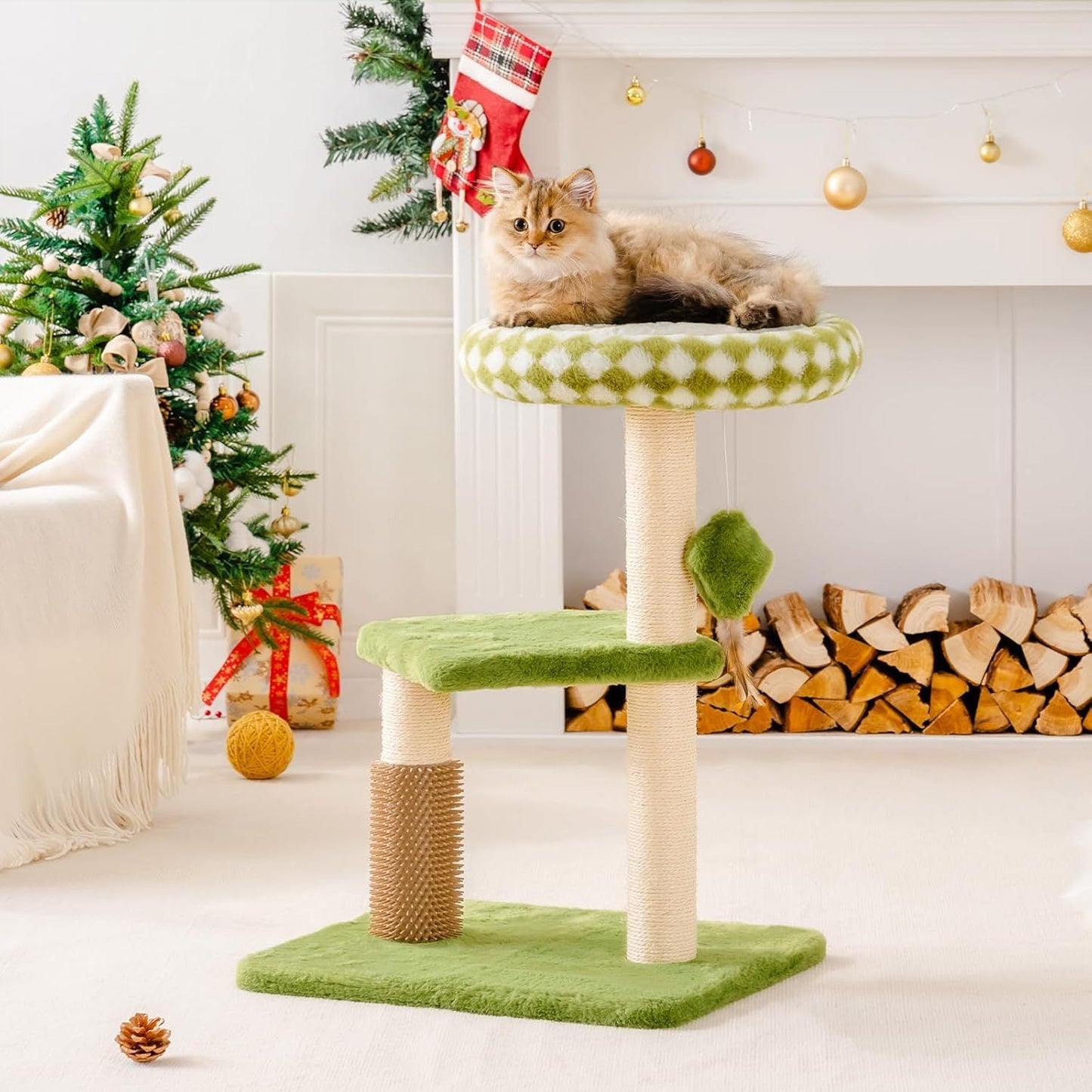Arbre à Chat Émeraude